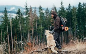 HIKING PACKS FOR DOGS image
