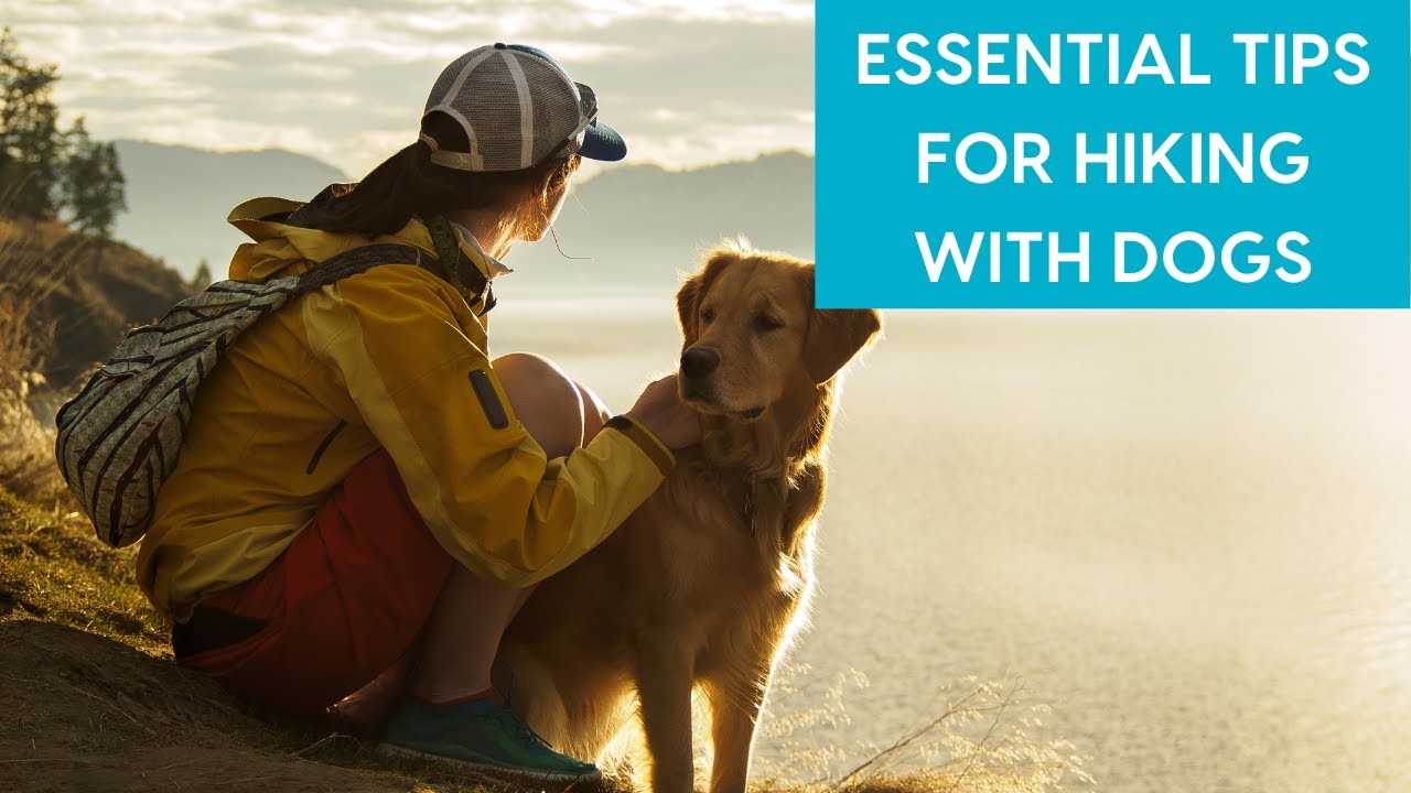 The Best Hike For Your Dog image