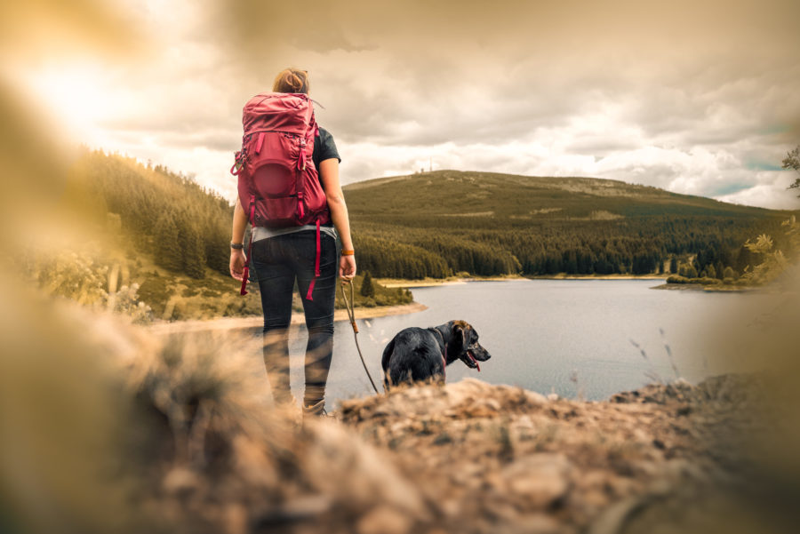 Should You Take Your Dog On A Day Hike image
